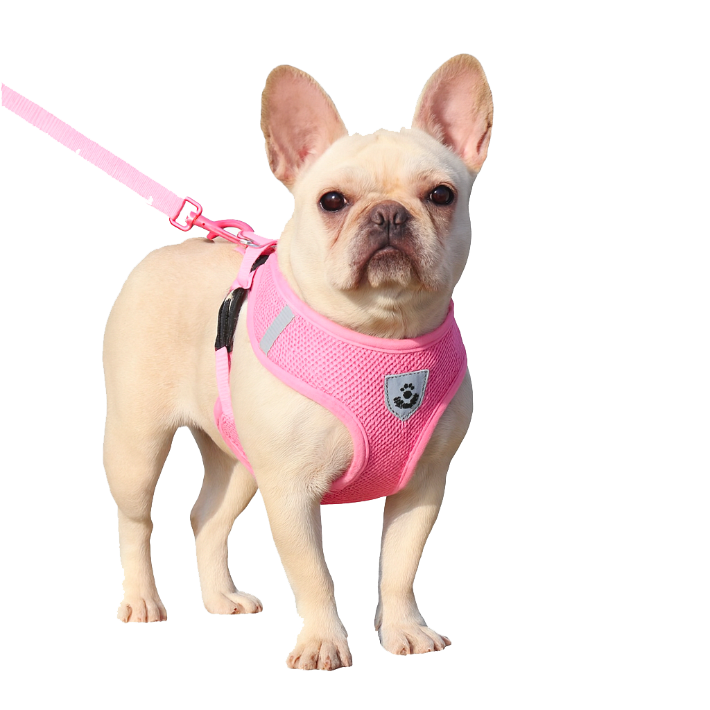 Harnais Petit Chien – Réfléchissant avec Laisse
